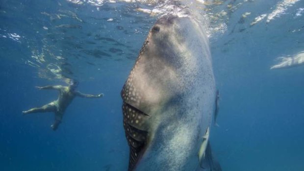 A snorkeller swims next to a whale shark as it is fed from a feeder boat off the beach of Tan-awan, Oslob.