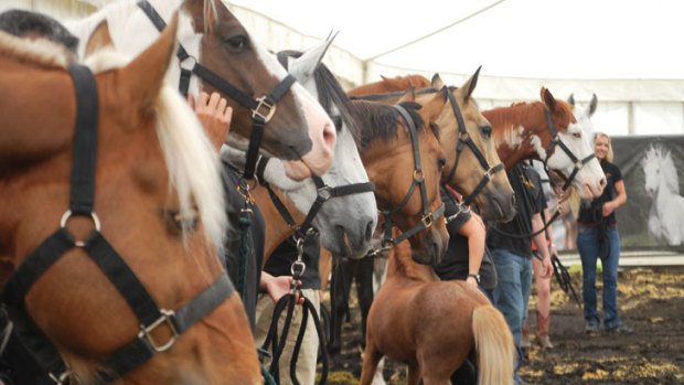 The Cavalia show uses 43 horses, of ten different breeds.
