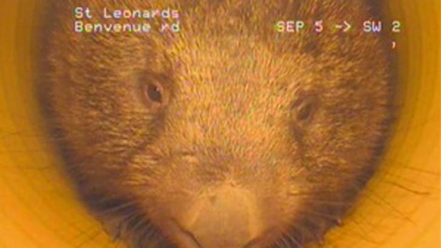 Furry critter ... the wombat will be respectfully nudged on to a new burrow.