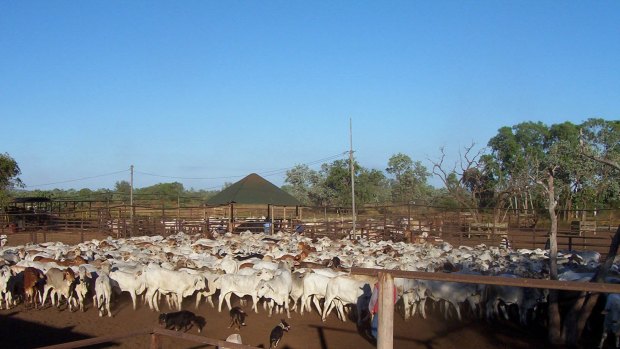 Victoria River Downs, a Heytesbury property in the Northern Territory.