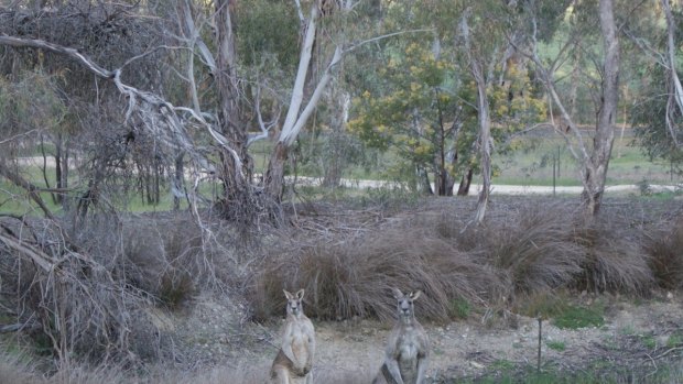 Kangaroos on farmland at Barkers Creek. 