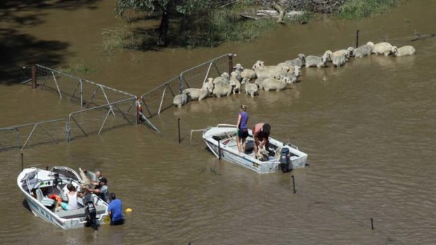 Farmers transfer flood stranded sheep into boats at North Wagga Wagga yesterday. Photo: Andrew Meares