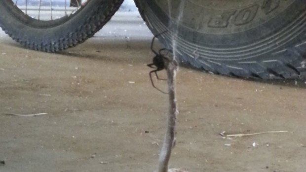 The redback spider with its victim on Neale Postlethwaite's farm.