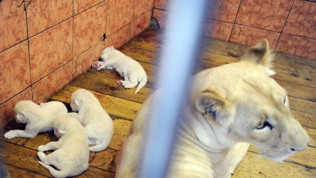 Four-day-old white lion cubs asleep at the Belgrade Zoo.