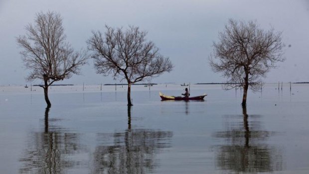 A fisherman passes near dead trees standing in flood waters from rising sea levels in Bedono village in Demak, Central Java.