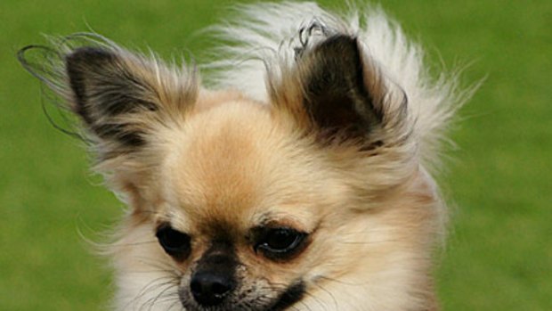 Harry, the champion chihuahua 'dognapped' from the Royal Adelaide Show.