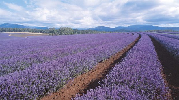 Bridgestowe Lavender Farm in Tasmania.