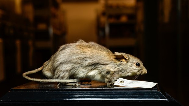  A specimen of <i>Leporillus apicalis</i>, the critically endangered lesser stick-nest rat, in the Melbourne Museum's collection of "whole body" specimens.