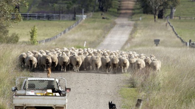 Shrinking flock … a farmer moves his mob of sheep in Glen Innes. The national flock is falling due to drought, low prices, and an increased demand for sheepmeat in Australia and overseas.