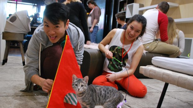 Perth's first cat cafe opens in Subiaco to much 'fan-fur'