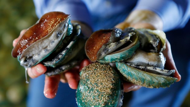 Fishing for the precious shell is limited in WA.