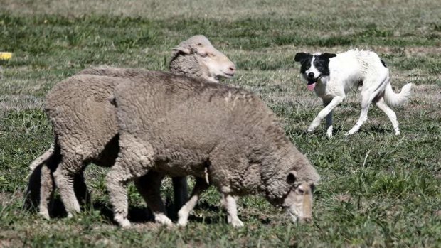 Paul O'Kane's dog Andrew Symonds moves around the sheep during the National Sheep Dog Trials.