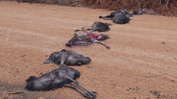 The dead emus that were found strewn across the road in Nannup, south of Perth.