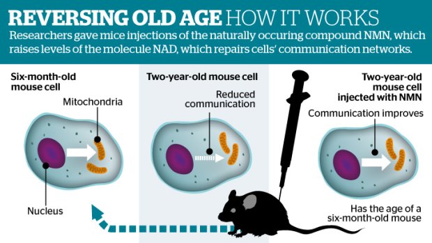 The fountain of youth? Human trials could start next year, the hope being to develop treatments for age-related diseases such as cancer.