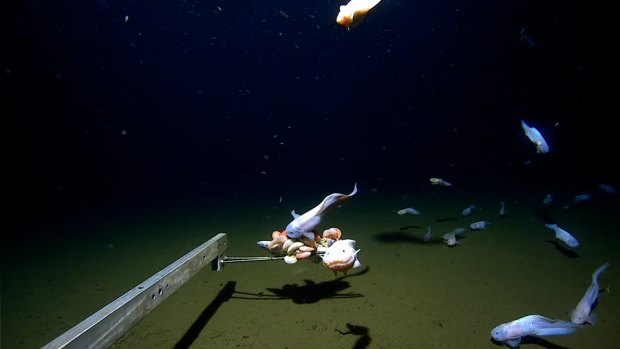 Deepest fish ever recorded on camera