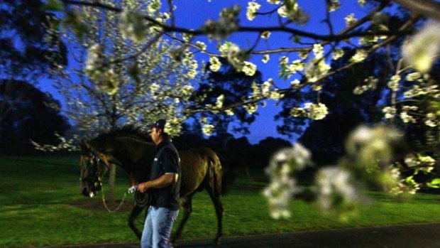 Legacy  ... Fastnet Rock with handler Milan Matejka at Coolmore Stud’s Jerry Plains property. The brilliant son of  Danehill sired the $NZ1.75 million sales-topper at Karaka, Auckland, last week.