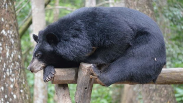 Safe den: Free the Bears' refuge, Luang Prabang, Laos.