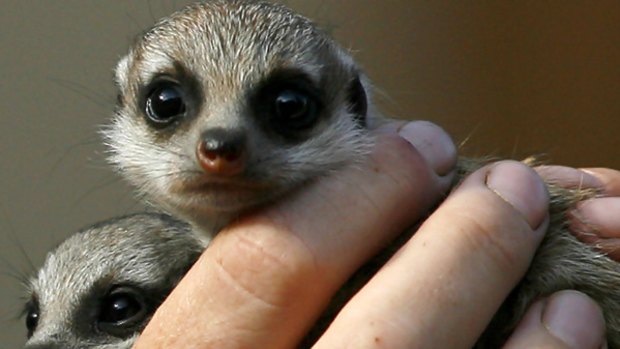 A zookeeper holds two recently born Meerkat pups during thier media debut at Taronga Zoo.