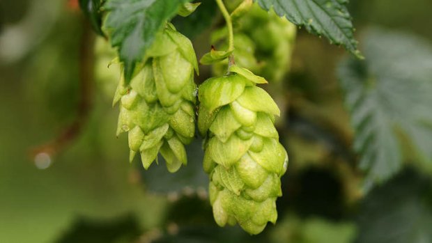 The best way to grow hops is to plant a bit of root from someone else's.
