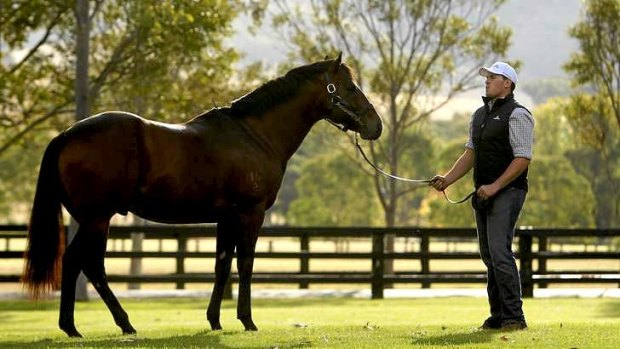 In demand: Snitzel sired the sales-topper at the Inglis Classic yearling sale.