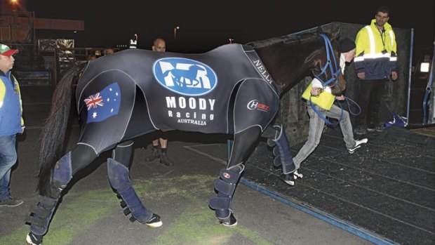 Black beauty … Black Caviar prepares to depart Melbourne airport for London.