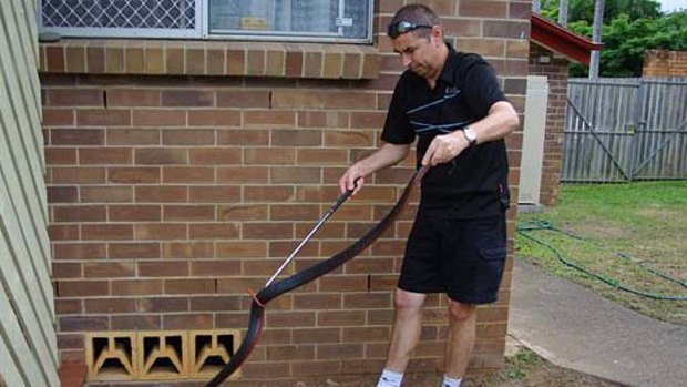 Snake catcher Simon Grainger removes a deadly red-belly black snake from a suburban property.
