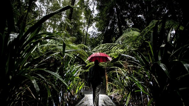 Craig Webber walks through the Rainforest at the Australian National Botanic Gardens, in the rain. 