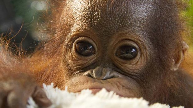 A rescued orphan orangutan.