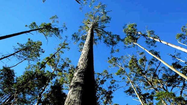 The World Heritage Committee in Doha took just seven minutes to dismiss an attempt to wind back protection of Tasmanian forests.