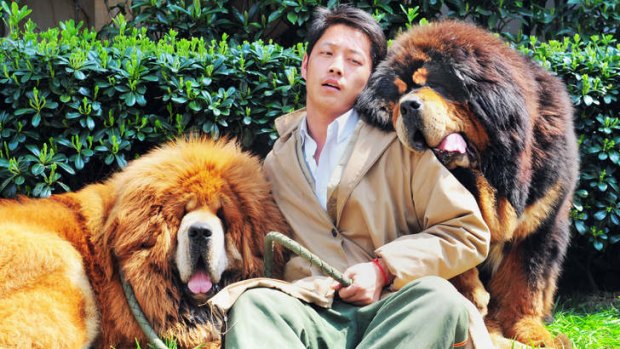 Million dollar puppy: The Tibetan mastiff on the left was sold for more than $2 million, in what could be the most expensive dog sale ever.