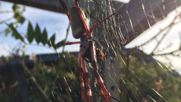 A golden orb web spider sits in the centre of the web she built under the pergola of a home in New Zealand.