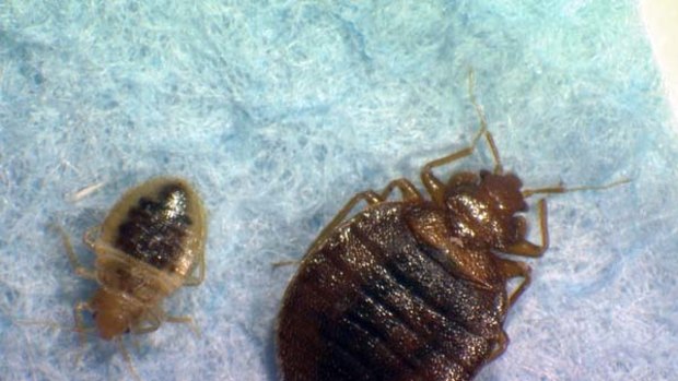 Skittish travellers are cancelling trips to New York due to its bedbug problem.