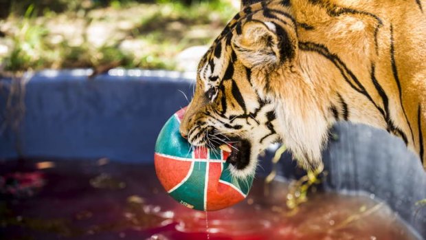 Tigers get chicken ice pops at Thai zoo