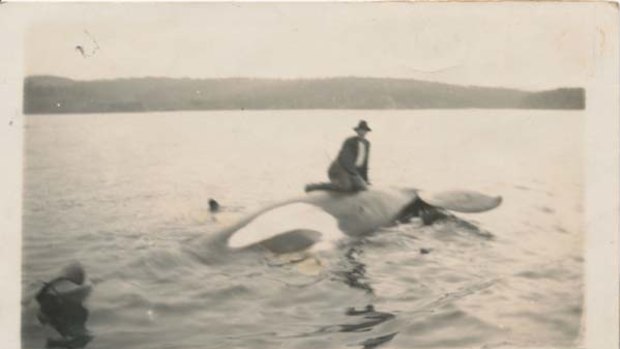 George Davidson on Old Tom's body in Twofold Bay on  September 17, 1930.