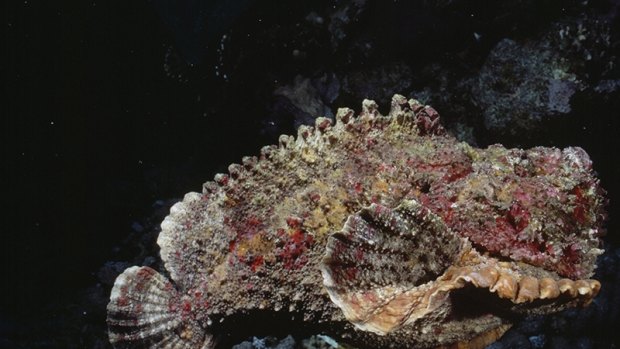 AT SEA - JANUARY 01:  Stonefish are equiped with venomous spines and toxin-secreting skin. Gulf Of Aqaba, Red Sea  (Photo by David Doubilet/National Geographic/Getty Images)