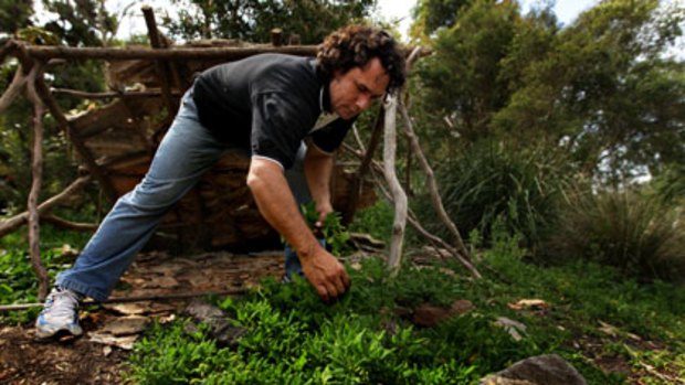 Naturally delicious ... Clarence Slockee picks some Warrigal greens from the Royal Botanic Gardens, where he will conduct a tour on Friday of edible plants at 10am.