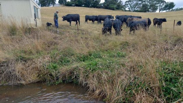 Cattle barrier: John Parker fenced the creek on his land.