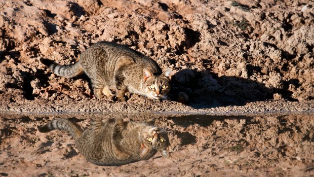 The cull of feral cats will run until 2020.