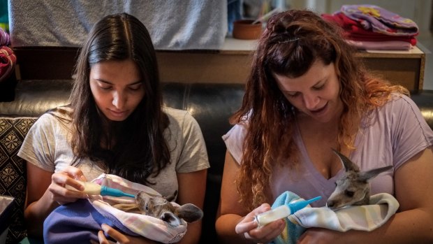 University of Melbourne veterinary medicine students Nikkie Chadee and Victoria Brown feed two of the orphaned joeys being cared for at Julie Malherbe's Heidelberg Heights home.