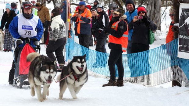 The Dinner Plain Sled Dog Challenge is Australia's biggest dog-sled event.