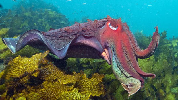 The team will document the rich sea life in Sydney Harbour and off the coast.