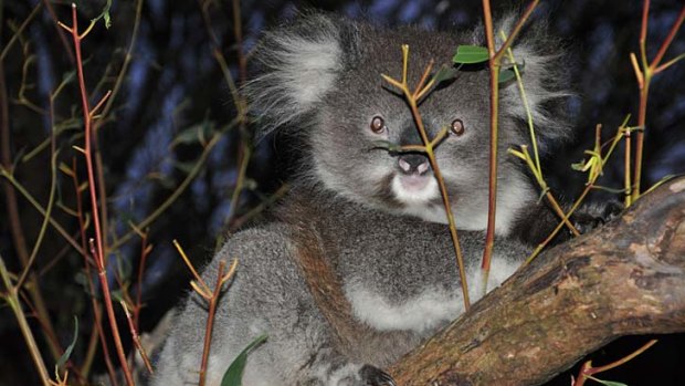 A koala recovering after being seized during an inspection of a rogue wildlife shelter in western Victoria.