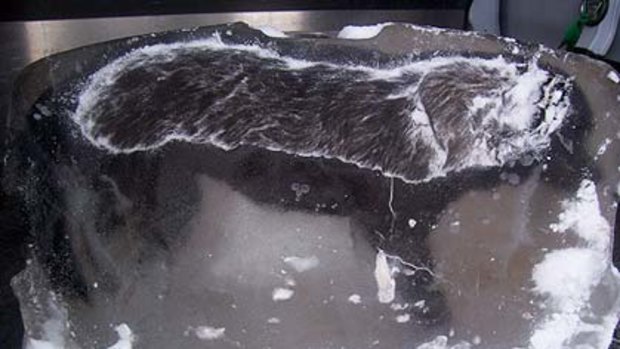 The British Columbia SPCA  released this image showing the  dog encased in a block of ice.