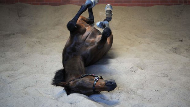 Boban enjoys a roll in the sand after a trackwork session at Flemington last week.