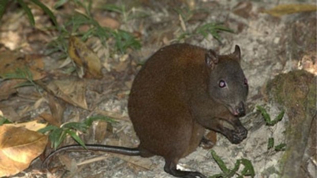 Scientists have learned tropical rainforests are essential to musky rat-kangaroos' survival, prompting calls for their protection.