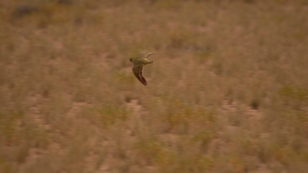 The scientists lucked into finding the young night parrot, startling it out of a spinifex hummock as they passed by.