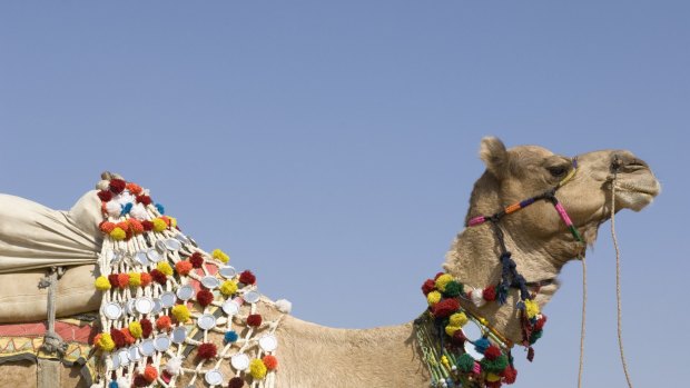 A group of camels forms a circle at the fair.