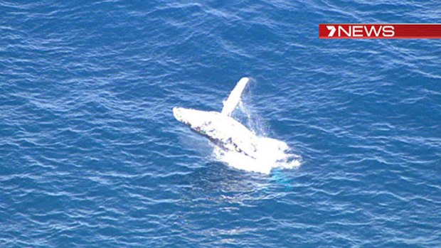 A screengrab of what Channel 7 believes to be the freed whale.