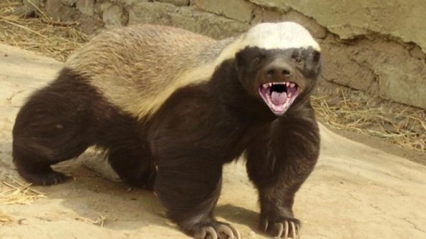 Tough little bugger: the honey badger.