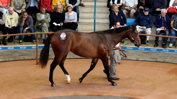 The ill-fated ‘Jimmy’, Black Caviar’s half-brother, sold for $5 million in April 2013.